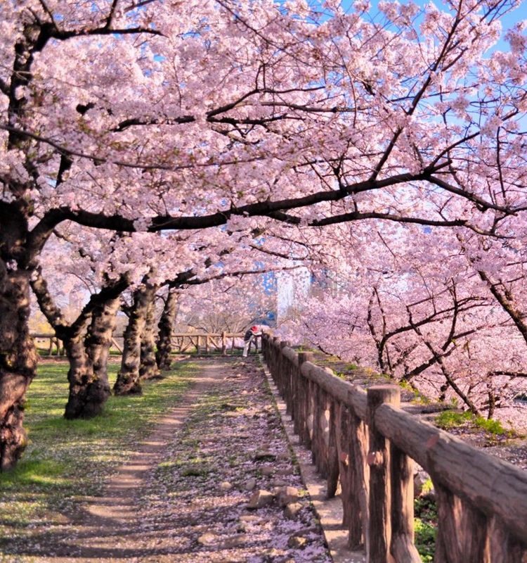 Cherry Blossom's